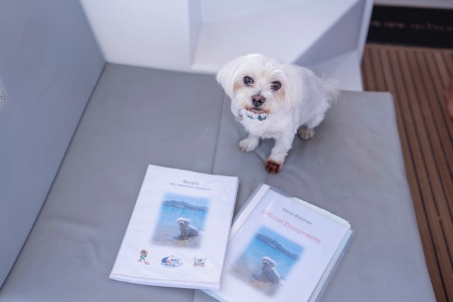 Small white dog looking at the camera. The dog is sitting on tan cushions on a catamaran with cruising paperwork in front of him.